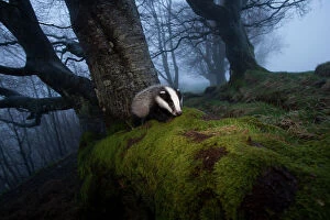 Images Dated 24th October 2011: Young Badger (Meles meles) foraging in woodland on edge of woodland, The Black Forest