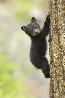 Young Black bear (Ursus americanus) cub climbing mature fir tree, Yellowstone National Park Young Black bear (Ursus americanus) cub climbing mature fir tree, Yellowstone National Park