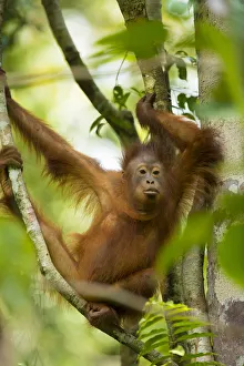 Young Bornean orangutan (Pongo pygmaeus) in trees Tanjung Puting National Park Young Bornean orangutan (Pongo pygmaeus) in trees Tanjung Puting National Park