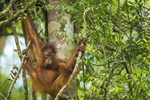 Young Bornean orangutan (Pongo pygmaeus) in trees, Tanjung Puting National Park, Borneo-Kalimatan Young Bornean orangutan (Pongo pygmaeus) in trees, Tanjung Puting National Park, Borneo-Kalimatan