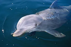 Young Bottlenose Dolphin (Tursiops truncatus) at sea surface. Captive. Canadian Arctic Young Bottlenose Dolphin (Tursiops truncatus) at sea surface. Captive. Canadian Arctic