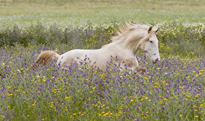 Young Cremello Lusitano stallion running through field of wildflowers in southern Spain Young Cremello Lusitano stallion running through field of wildflowers in southern Spain