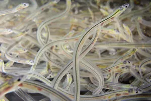 Images Dated 15th March 2016: Young European eel (Anguilla anguilla) elvers, or glass eels, caught during their