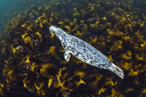 Young, female Grey seal (Halichoerus grypus) swimming over a forest of Cuvie kelp Young, female Grey seal (Halichoerus grypus) swimming over a forest of Cuvie kelp