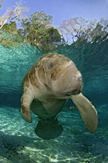Images Dated 8th February 2010: Young Florida manatee (Trichechus manatus latirostrus) portrait, Three Sisters Spring