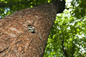 Young Great spotted woodpecker (Dendrocopos major) looking out of hole, deciduous Young Great spotted woodpecker (Dendrocopos major) looking out of hole, deciduous
