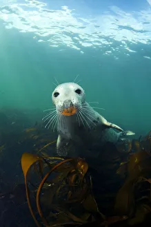 A young Grey Seal (Halichoerus grypus) above kelp in the Farne Islands A young Grey Seal (Halichoerus grypus) above kelp in the Farne Islands