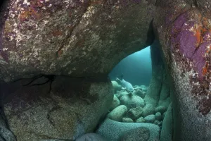 Young Grey seal (Halichoerus grypus) exploring an underwater cave, Lundy Island, Devon Young Grey seal (Halichoerus grypus) exploring an underwater cave, Lundy Island, Devon