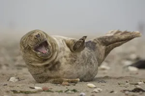 Young grey seal (Halichoerus grypus) lying on sand, Helgoland, Germany Young grey seal (Halichoerus grypus) lying on sand, Helgoland, Germany