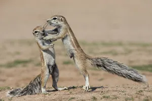 Young ground squirrels (Xerus inauris) fighting, Kgalagadi Transfrontier Park, Northern Young ground squirrels (Xerus inauris) fighting, Kgalagadi Transfrontier Park, Northern