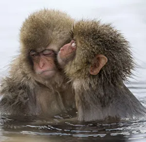 Young Japanese macaque (Macaca fuscata) 'kissing' another macque in the thermal Young Japanese macaque (Macaca fuscata) 'kissing' another macque in the thermal