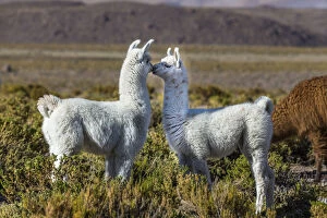 Montane Gallery: Young Lamas in pasture (Lama glama) altiplano of Atacama Desert, Chile