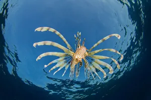A young lionfish (Pterois volitans) swimming near the surface (hunting silversides A young lionfish (Pterois volitans) swimming near the surface (hunting silversides