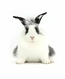 Images Dated 3rd November 2011: Young Lionhead-cross rabbit, against white background