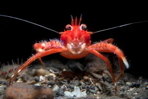 Young Long clawed squat lobster (Munida rugosa), portrait, Loch Linnhe, The Highlands Young Long clawed squat lobster (Munida rugosa), portrait, Loch Linnhe, The Highlands