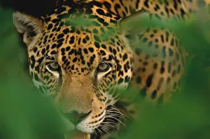 Young male Jaguar portrait {Panthera onca} Pantanal, Brazil Young male Jaguar portrait {Panthera onca} Pantanal, Brazil