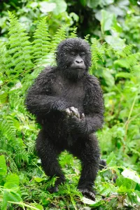 Young Mountain gorilla standing up in the rain (Gorilla beringei beringei Young Mountain gorilla standing up in the rain (Gorilla beringei beringei