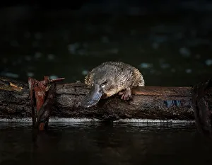 Young Platypus (Ornithorhynchus anatinus) is released onto a log in McMahons Creek Young Platypus (Ornithorhynchus anatinus) is released onto a log in McMahons Creek