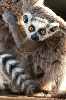 Young Ring-tailed lemur (Lemur catta) 6-8 weeks, clinging to mother, Berenty Private Reserve Young Ring-tailed lemur (Lemur catta) 6-8 weeks, clinging to mother, Berenty Private Reserve
