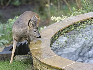 Young Roe deer (Capreolus capreolus) buck with developing horns in velvet approaching a Young Roe deer (Capreolus capreolus) buck with developing horns in velvet approaching a