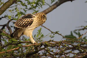 Young Short eared owl (Asio flammeus) walking along branch, Bagerova Steppe Young Short eared owl (Asio flammeus) walking along branch, Bagerova Steppe