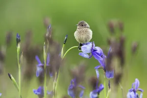 Young Stonechat (Saxicola torquatus) sitting on Siberian iris (Iris sibirica) Young Stonechat (Saxicola torquatus) sitting on Siberian iris (Iris sibirica)