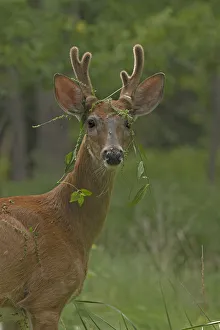 Young White tailed deer (Odocoileus virginianus) buck in velvet with plants caught in Young White tailed deer (Odocoileus virginianus) buck in velvet with plants caught in