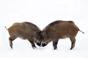 Two young Wild Boar (Sus scrofa) play fighting in snow. The Netherlands, January Two young Wild Boar (Sus scrofa) play fighting in snow. The Netherlands, January