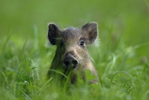 Images Dated 25th July 2006: Young Wild Boar (Sus scrofa) sitting in grass. Vosges, France, July