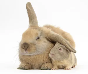 Young windmill-eared rabbit and matching guinea-pig Young windmill-eared rabbit and matching guinea-pig