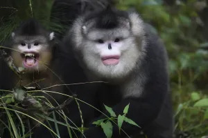 NOVITA | NATURAL MOUNTAIN MONKEYS