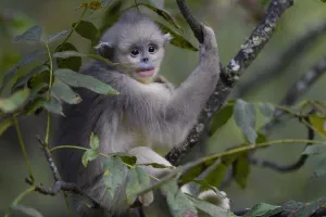 Yunnan snub-nosed monkey (Rhinopithecus bieti) young / juvenile in tree in Ta Cheng Yunnan snub-nosed monkey (Rhinopithecus bieti) young / juvenile in tree in Ta Cheng