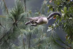 Yunnan snub-nosed monkey (Rhinopithecus bieti) jumping between trees at Ta Cheng Nature Yunnan snub-nosed monkey (Rhinopithecus bieti) jumping between trees at Ta Cheng Nature