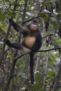 Yunnan snub-nosed monkey (Rhinopithecus bieti) sitting in a tree at Ta Cheng Nature Yunnan snub-nosed monkey (Rhinopithecus bieti) sitting in a tree at Ta Cheng Nature