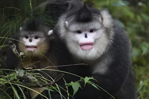 Yunnan Snub-Nosed Monkeys, Ta Cheng Nature Reserve, China