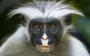 Zanzibar Red Colobus (Procolobus kirkii) head portrait, Jozani Chwaka Bay NP, Zanzibar Zanzibar Red Colobus (Procolobus kirkii) head portrait, Jozani Chwaka Bay NP, Zanzibar