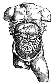 Images Dated 8th August 2005: Abdominal cavity and its contents, 1543