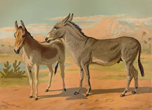 Abyssinian Wild Male Ass & Female Indian Onager, c1879. Creator: Unknown Abyssinian Wild Male Ass & Female Indian Onager, c1879. Creator: Unknown