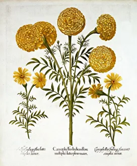 African Marigold and French Marigolds, from 'Hortus Eystettensis', by Basil Besler (1561-1629) African Marigold and French Marigolds, from 'Hortus Eystettensis', by Basil Besler (1561-1629)