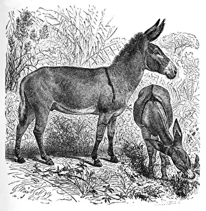 African Wild Ass, c1900. Artist: Helena J. Maguire African Wild Ass, c1900. Artist: Helena J. Maguire