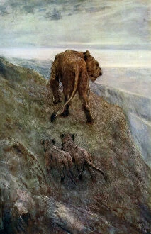 Motherhood Gallery: On the Alert - Lioness and Cubs, c1878-1910, (1912).Artist: John MacAllan Swan