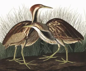 American Bittern, Botaurus Lentiginosus, 1845 American Bittern, Botaurus Lentiginosus, 1845
