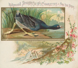 American Coot, from the Game Birds series (N40) for Allen & Ginter Cigarettes American Coot, from the Game Birds series (N40) for Allen & Ginter Cigarettes