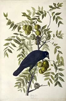 Walnut Gallery: American Crow, Corvus Americanus, 1845
