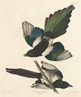 American Magpie, 1837. Creator: Robert Havell