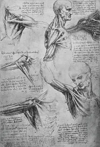 Anatomical Studies of a Mans Neck and Shoulders, c1480 (1945). Artist: Leonardo da Vinci Anatomical Studies of a Mans Neck and Shoulders, c1480 (1945). Artist: Leonardo da Vinci