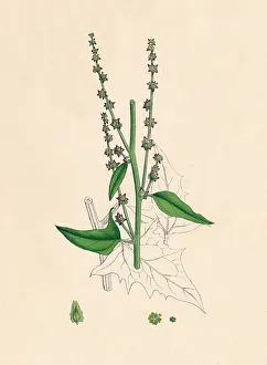 Atriplex Smithii. Smiths Orache, 19th Century Atriplex Smithii. Smiths Orache, 19th Century