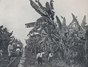 Cash Crop Gallery: Banana Plantation, 1924