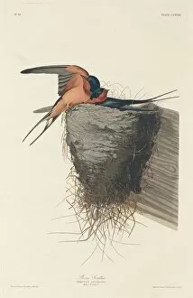 Barn Swallow Gallery: Barn Swallow, 1833. Creator: Robert Havell