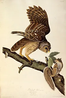 The barred owl. From The Birds of America , 1827-1838. Creator: Audubon The barred owl. From The Birds of America , 1827-1838. Creator: Audubon